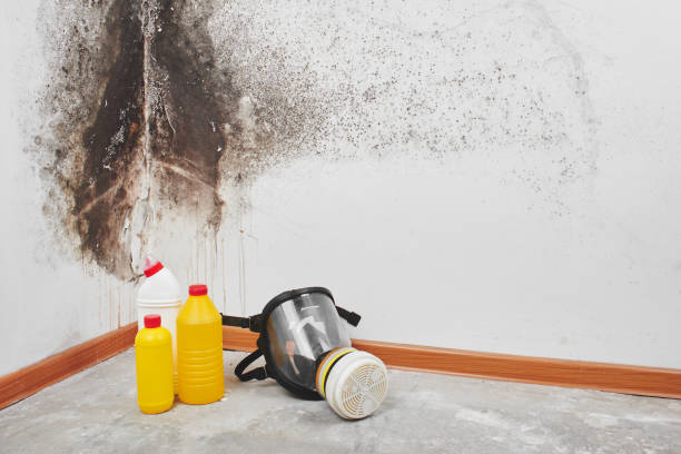 Best Crawl Space Mold Remediation in Brooklyn Center, MN