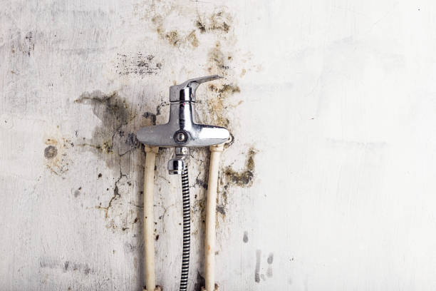 Best Mold Remediation for Schools in Brooklyn Center, MN