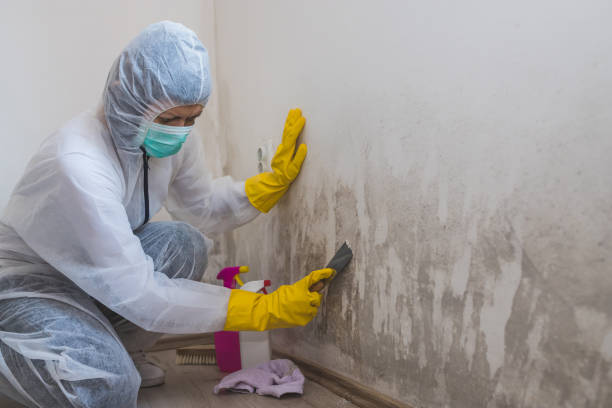 Best Crawl Space Mold Remediation in Brooklyn Center, MN