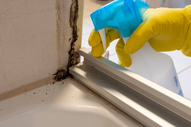Best Mold Remediation for Specific Building Types in Brooklyn Center, MN