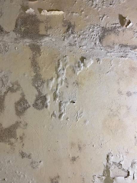 Best Mold Remediation for Schools in Brooklyn Center, MN
