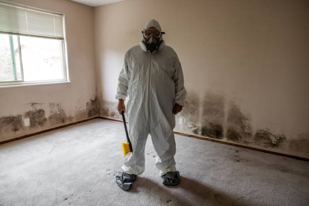 Best White Mold Remediation in Brooklyn Center, MN
