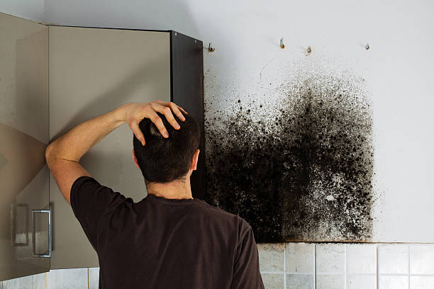 Best Commercial Mold Remediation in Brooklyn Center, MN