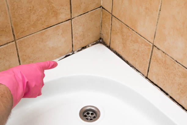 Best Insurance-Related Mold Remediation in Brooklyn Center, MN